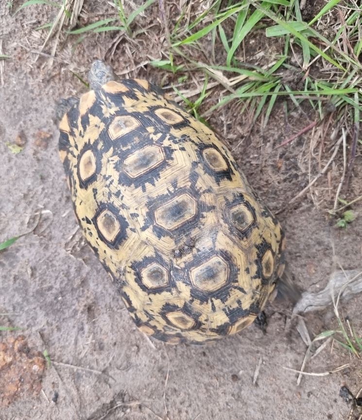 Stigmochelys pardalis Uganda: Ziwa Rhino Park Geotagged,Leopard tortoise,Stigmochelys pardalis,Summer,Uganda