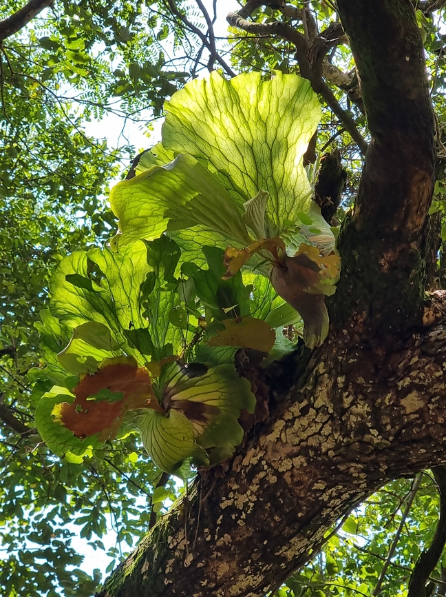 Platycerium elephantotis Uganda: Murchison Falls National Park Geotagged,Platycerium elephantotis,Summer,Uganda