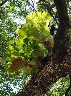 Platycerium elephantotis