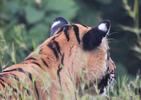Panthera tigris  Fall,Geotagged,India,Panthera tigris,Tiger