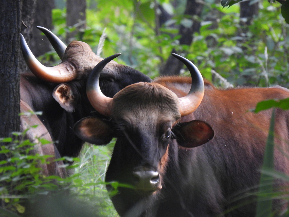 Bos gaurus  Bos gaurus,Fall,Gaur,Geotagged,India