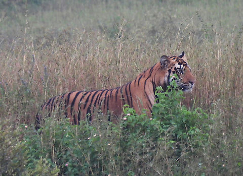 Panthera tigris  Fall,Geotagged,India,Panthera tigris,Tiger
