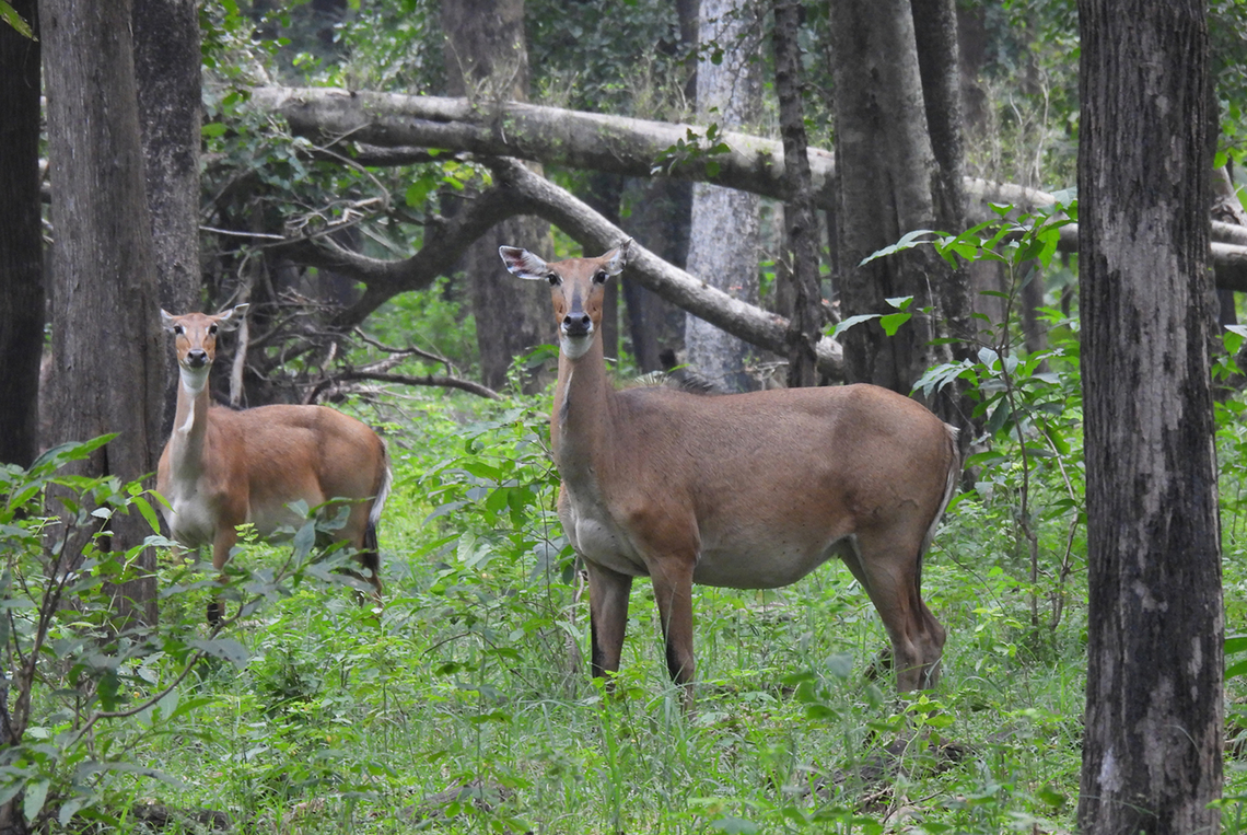 Nilgai  Boselaphus tragocamelus,Fall,Geotagged,India,Nilgai