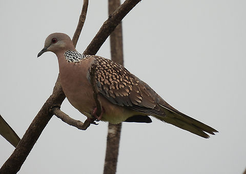 Streptopelia chinensis  Fall,Geotagged,India,Spilopelia chinensis,Spotted dove