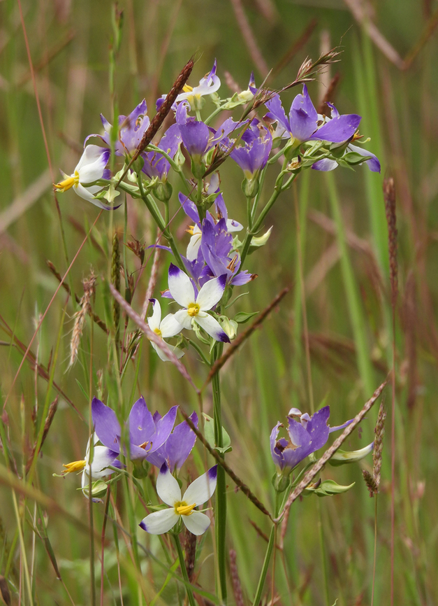 Exacum tetragonum  Exacum tetragonum,Fall,Geotagged,India