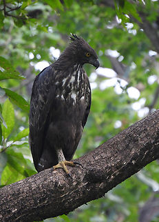 Nisaetus cirrhatus  Changable hawk eagle,Fall,Geotagged,India,Nisaetus cirrhatus