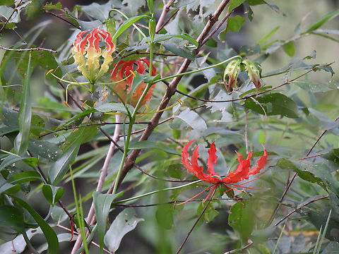 Gloriosa superba  Fall,Flame Lily,Geotagged,Gloriosa superba,India