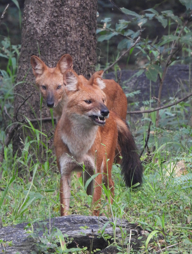 Dhole  Cuon alpinus,Dhole,Fall,Geotagged,India