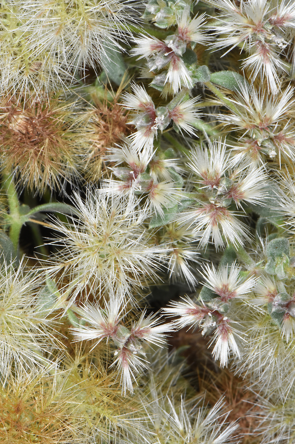 Cometes abyssinica  Cometes abyssinica