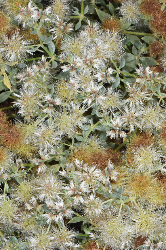 Cometes abyssinica  Cometes abyssinica