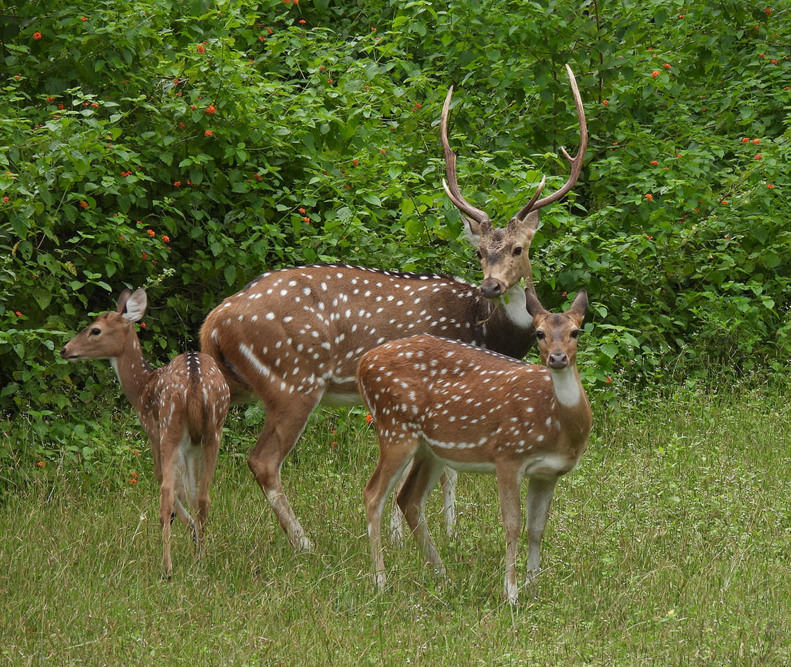 Axis axis  Axis axis,Axis deer,Fall,Geotagged,India