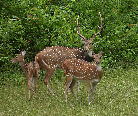 Axis axis  Axis axis,Axis deer,Fall,Geotagged,India