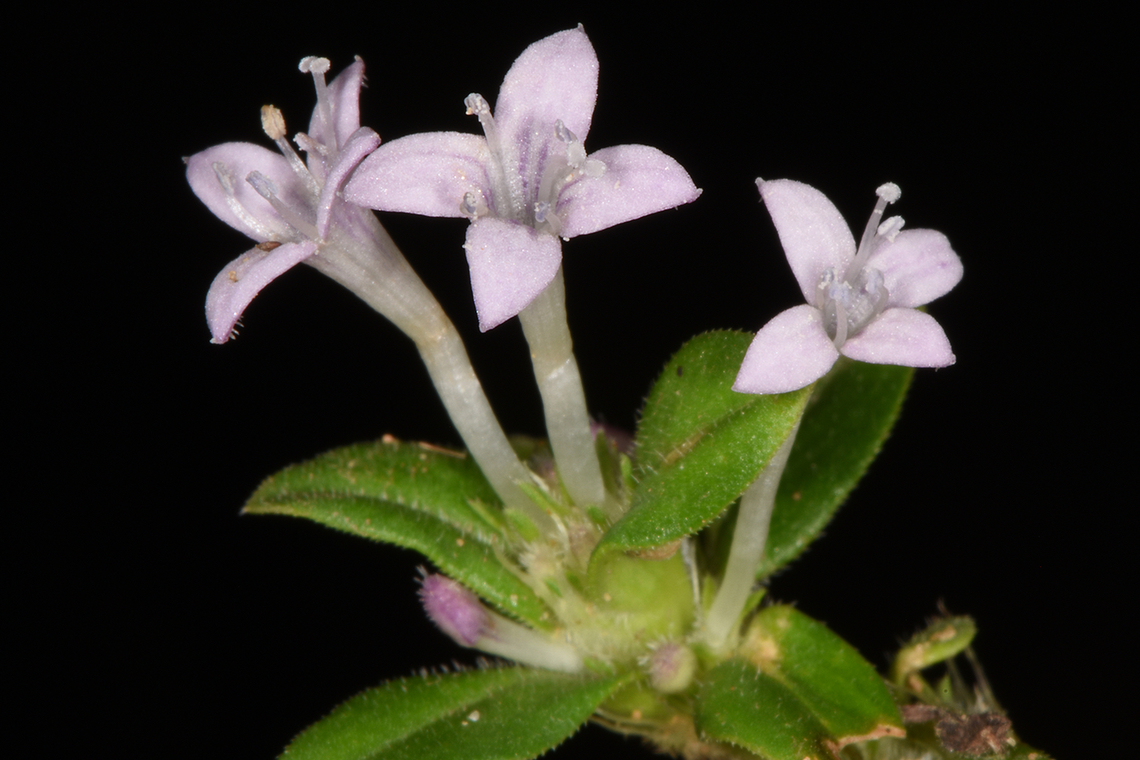 Spermacoce articularis  Fall,Geotagged,India,Spermacoce articularis