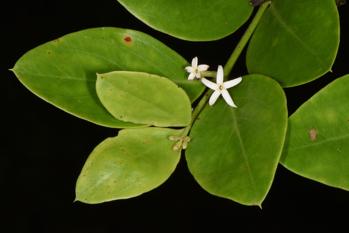 Carissa spinarum  Carissa spinarum,Conkerberry,Fall,Geotagged,India