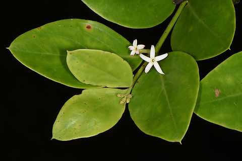 Carissa spinarum  Carissa spinarum,Conkerberry,Fall,Geotagged,India