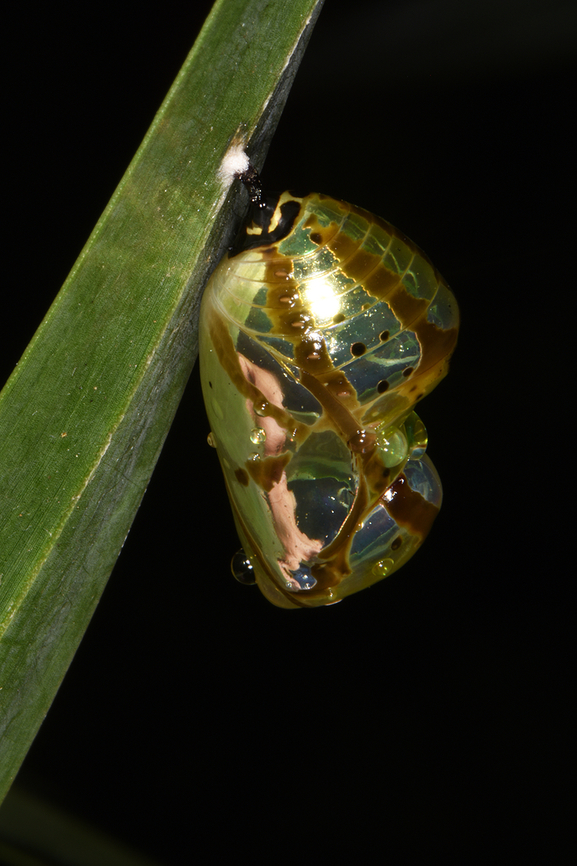 Euploea core  Common Crow,Euploea core,Fall,Geotagged,India