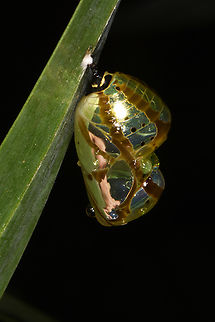 Euploea core  Common Crow,Euploea core,Fall,Geotagged,India