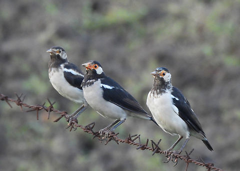 Gracupica contra  Fall,Geotagged,Gracupica contra,India,Pied myna