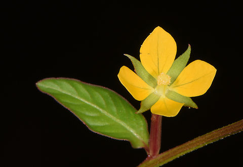 Ludwigia octovalvis Fall,Geotagged,India,Ludwigia octovalvis,Mexican Primrose-Willow