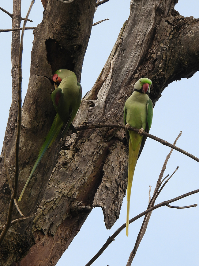 Psittacula eupatria  Alexandrine parakeet,Fall,Geotagged,India,Psittacula eupatria