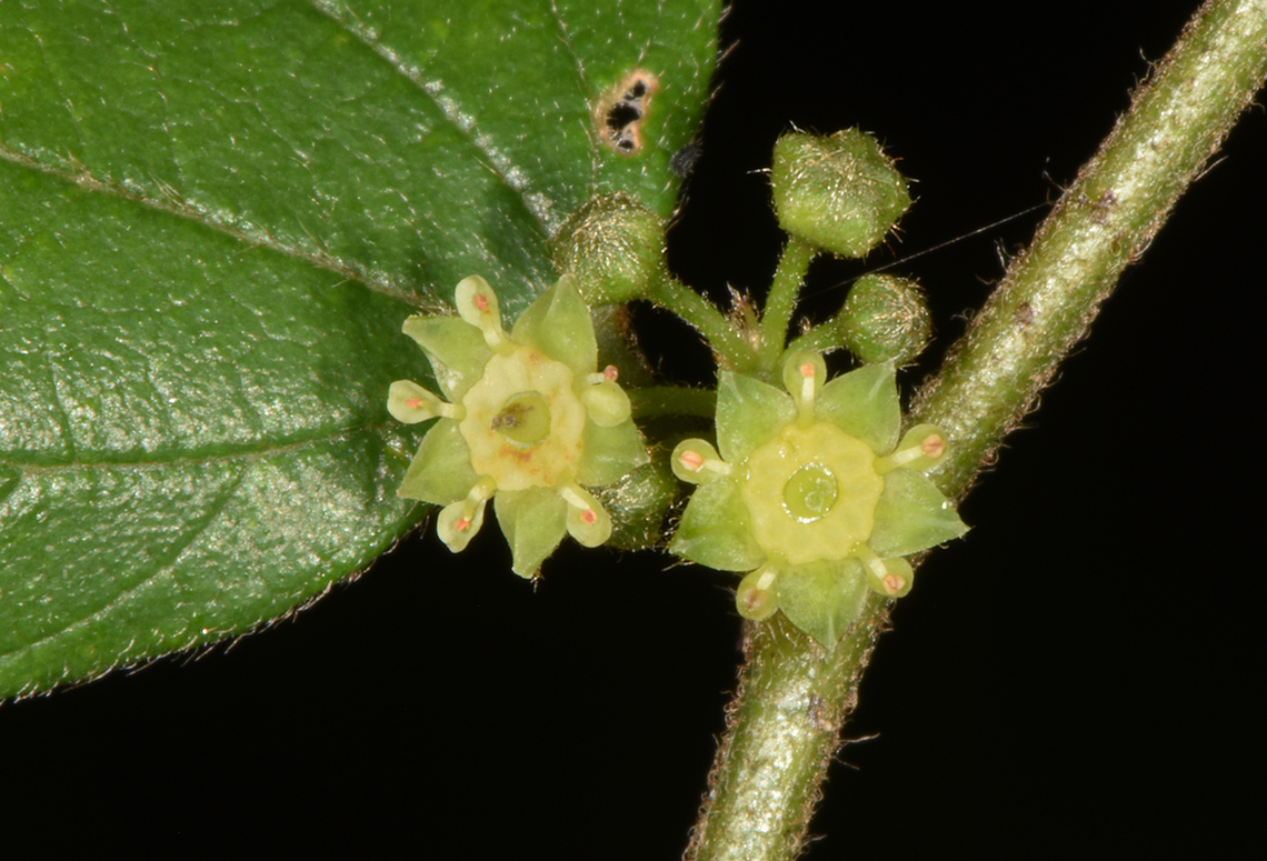 Ziziphus mauritiana  Fall,Geotagged,India,Ziziphus mauritiana