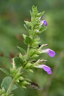 Anisomeles indica  Anisomeles indica,Fall,Geotagged,India