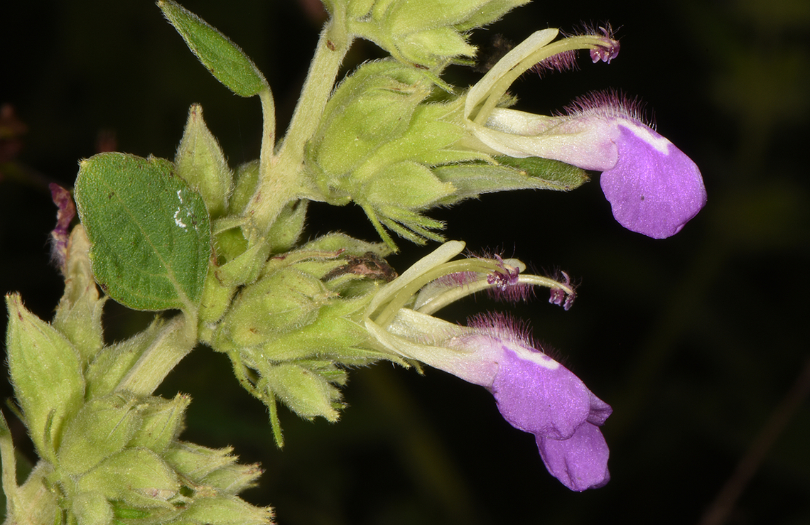 Anisomeles indica  Anisomeles indica,Fall,Geotagged,India