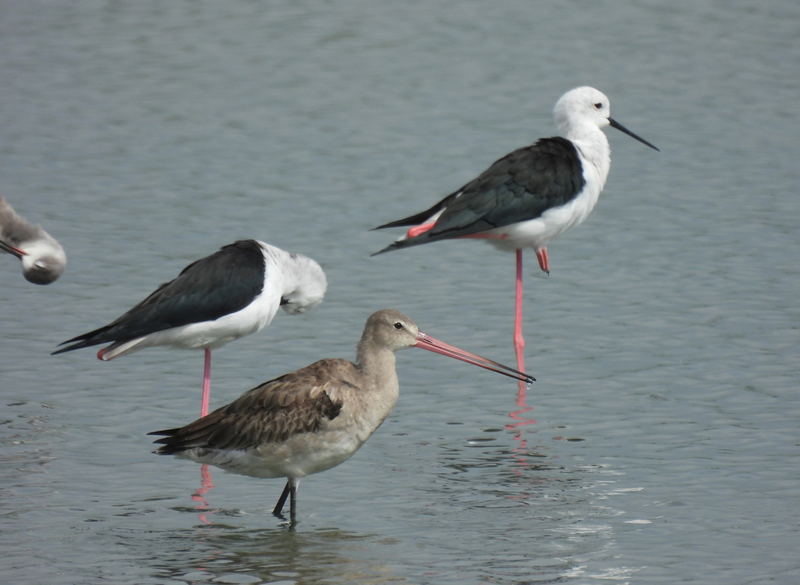 Limosa limosa  Black-tailed Godwit,Fall,Geotagged,India,Limosa limosa