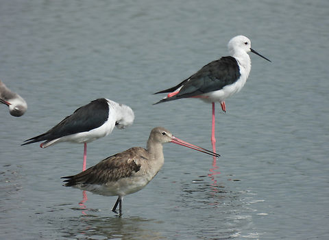 Limosa limosa  Black-tailed Godwit,Fall,Geotagged,India,Limosa limosa