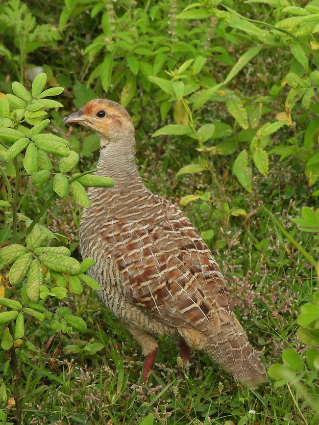 Grey francolin  Fall,Francolinus pondicerianus,Geotagged,Grey francolin,India