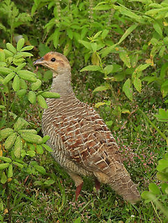 Grey francolin  Fall,Francolinus pondicerianus,Geotagged,Grey francolin,India