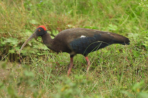 Pseudibis papillosa  Fall,Geotagged,India,Pseudibis papillosa,Red-naped Ibis