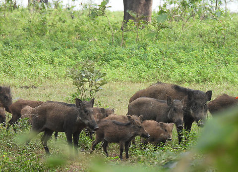 Sus scrofa cristatus  Fall,Geotagged,India,Indian boar,Sus scrofa cristatus