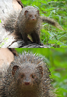 Ruddy mongoose            Fall,Geotagged,Herpestes smithii,India,Ruddy Mongoose