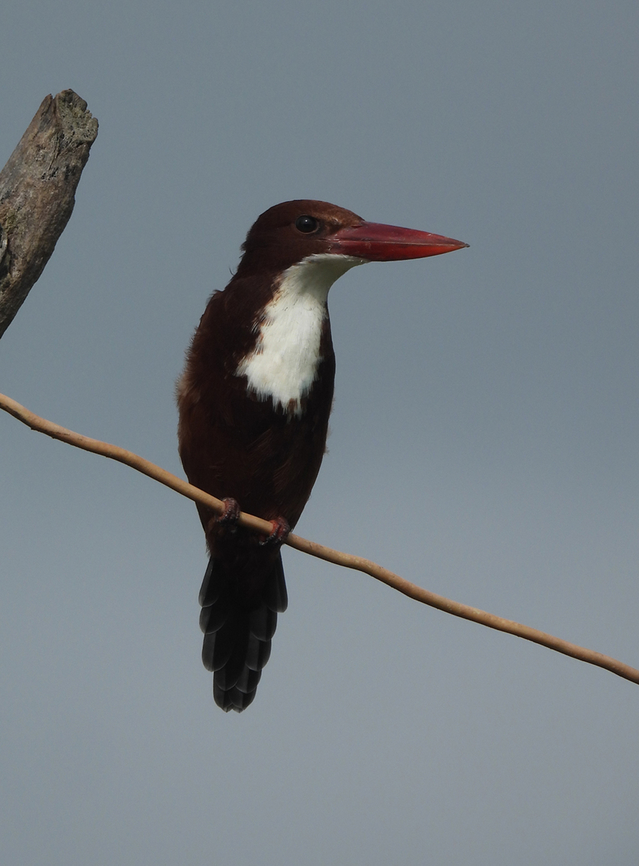 Halcyon smyrnensis  Fall,Geotagged,Halcyon smyrnensis,India,White-throated kingfisher