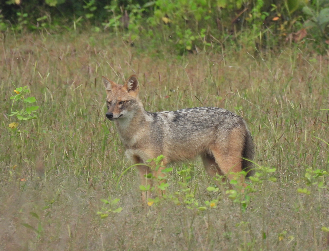 Golden jackal  Canis aureus,Fall,Geotagged,Golden jackal,India