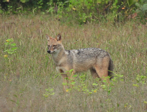 Golden jackal  Canis aureus,Fall,Geotagged,Golden jackal,India