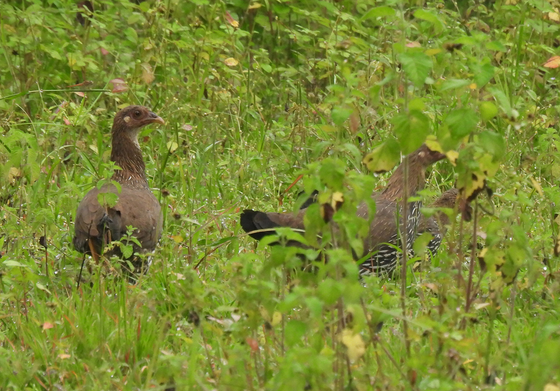 grey jungle fowl  Fall,Gallus sonneratii,Geotagged,Grey junglefowl,India