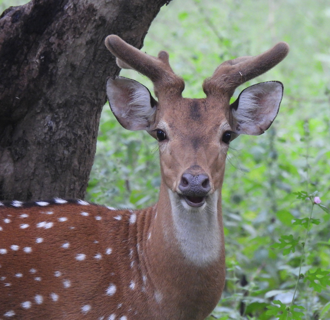 Axis axis  Axis axis,Axis deer,Fall,Geotagged,India