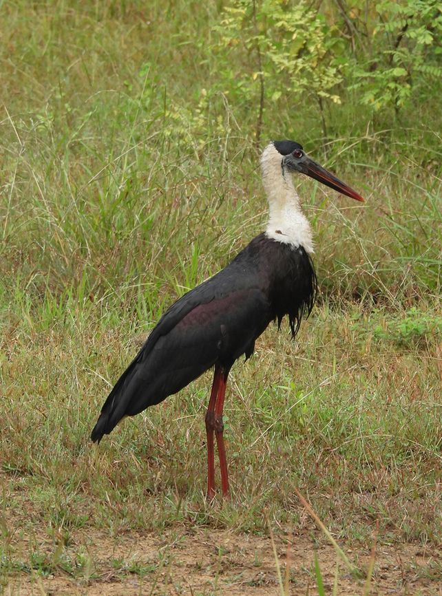 wooly-necked stork  Ciconia episcopus,Fall,Geotagged,India,wooly-necked stork