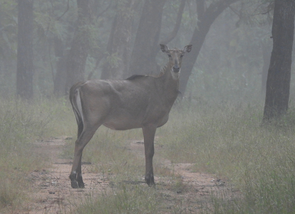 Boselaphus tragocamelus  Boselaphus tragocamelus,Fall,Geotagged,India,Nilgai