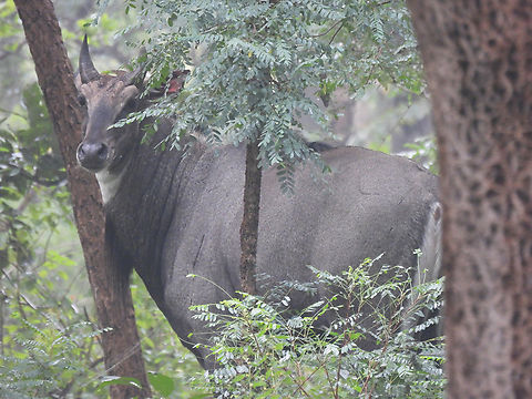 Boselaphus tragocamelus  Boselaphus tragocamelus,Fall,Geotagged,India,Nilgai