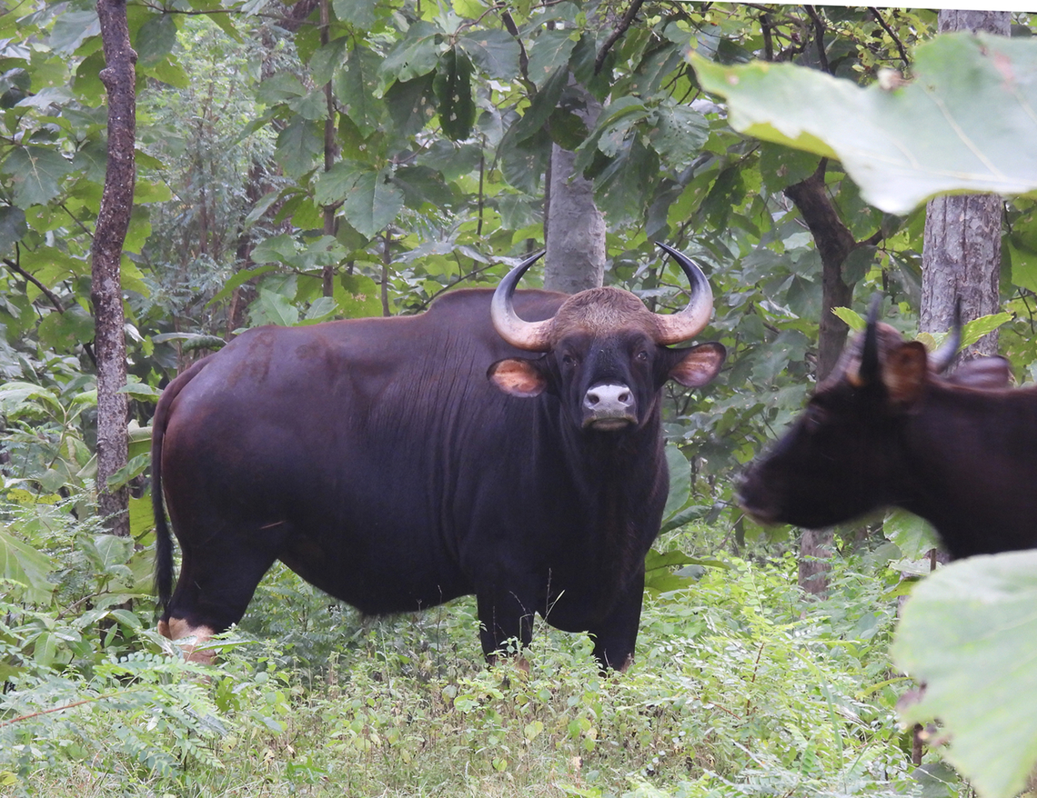 Bos gaurus  Bos gaurus,Fall,Gaur,Geotagged,India