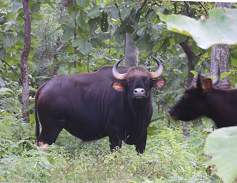 Bos gaurus  Bos gaurus,Fall,Gaur,Geotagged,India
