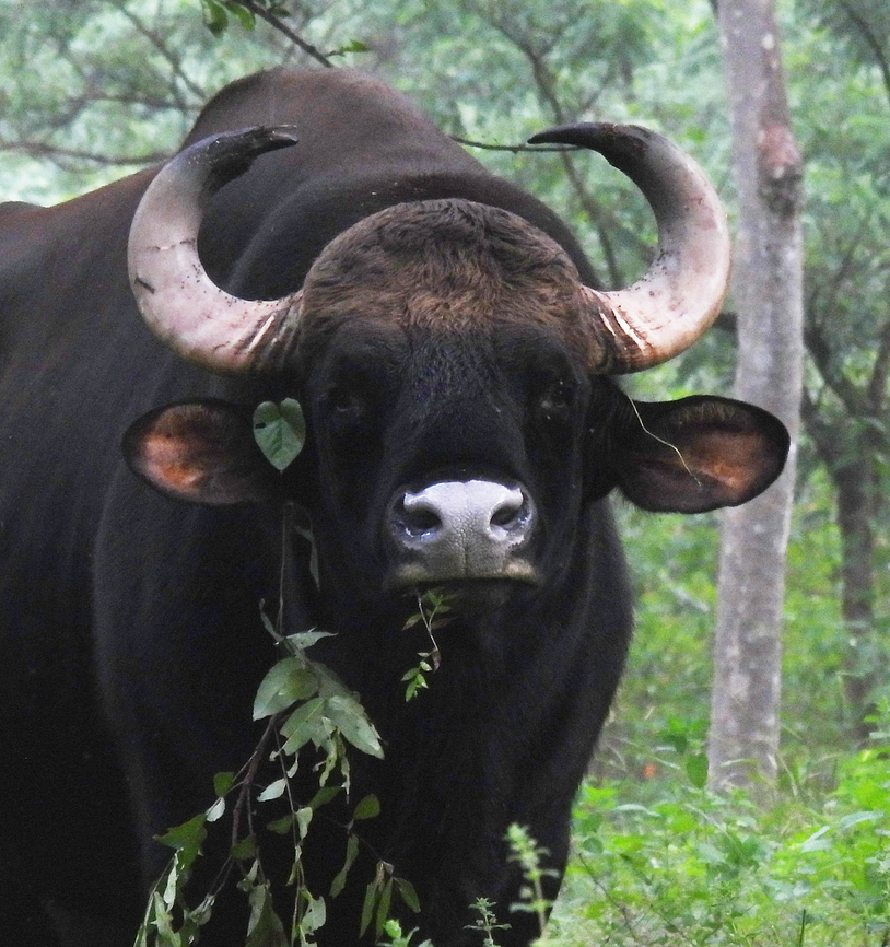 Bos gaurus  Bos gaurus,Fall,Gaur,Geotagged,India