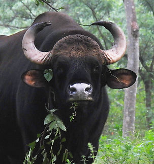 Bos gaurus  Bos gaurus,Fall,Gaur,Geotagged,India