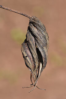 Helicteres isora  East Indian Screw Tree,Fall,Geotagged,Helicteres isora,India