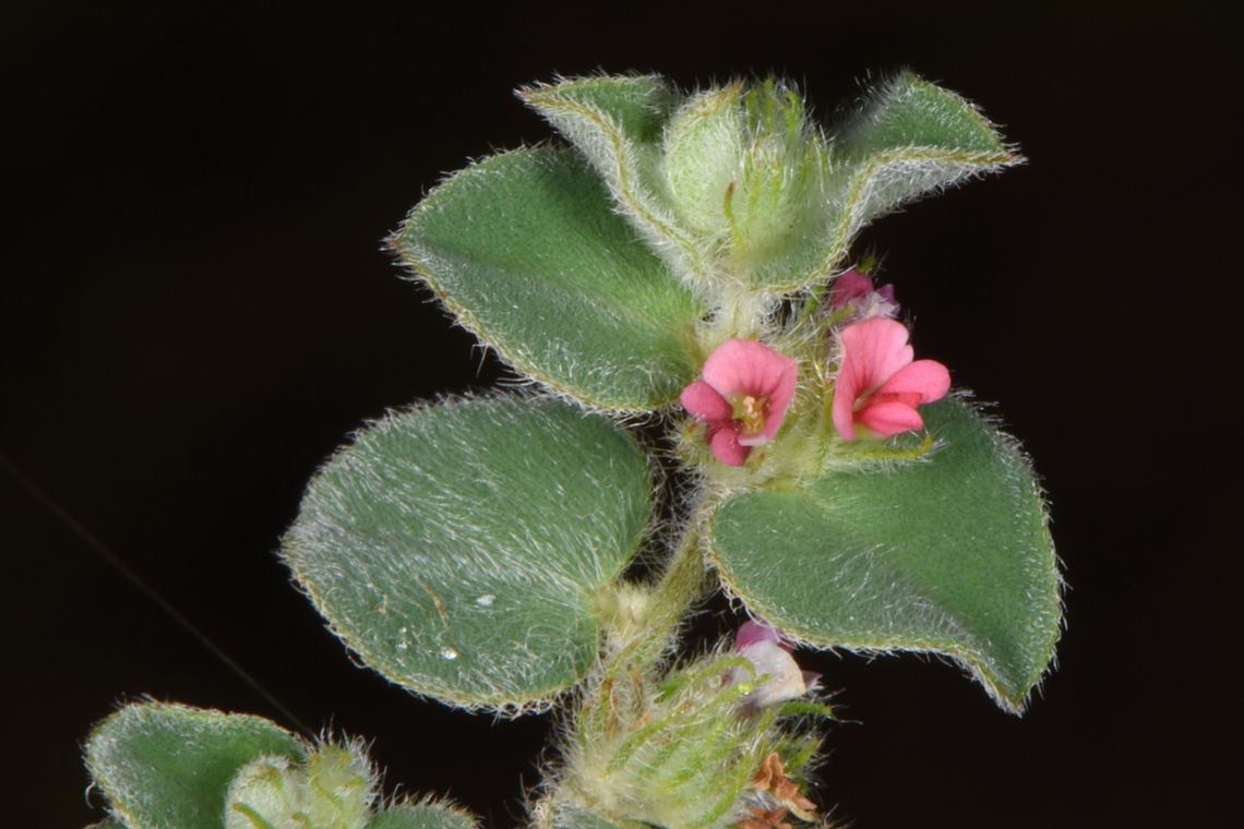 Indigofera cordifolia  Fall,Geotagged,India,Indigofera cordifolia