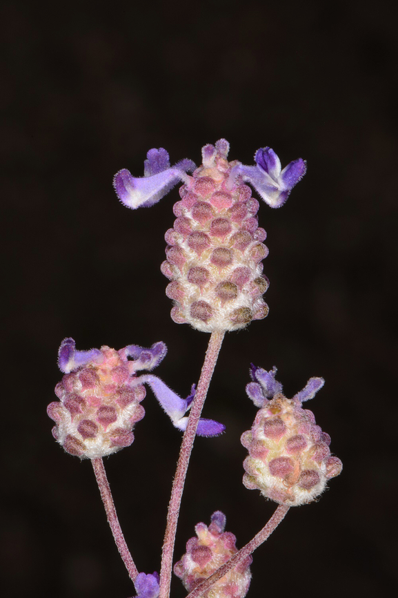 Coleus strobilifer  Coleus strobilifer,Fall,Geotagged,India