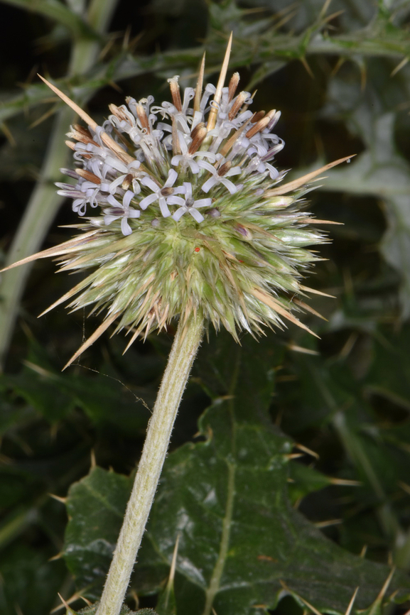 Echinops echinatus  Echinops echinatus,Fall,Geotagged,India